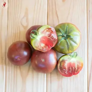Cherokee Purple Tomato - Kokopelli