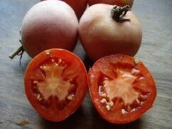 Tomate à suspendre Mala Cara Bio - Les Refardes