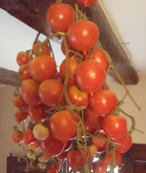 Organische mallorquinische Hängetomate - Les Refardes