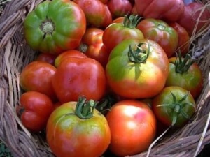 Tomate Espalda verte Bio - Les Refardes