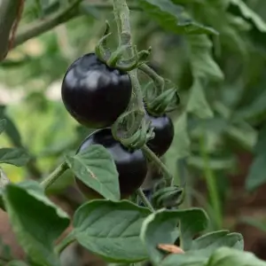 Tomate Indigo Mi–Saison Jl Midnight Select Kokopelli