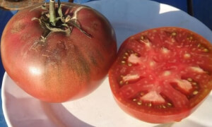 Bio-Tomate mit schwarzer Holzkohle - Les Refardes