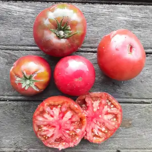 Black Crimean Tomato - Kokopelli