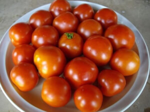 Petite tomate buissonnante Bio - Les Refardes