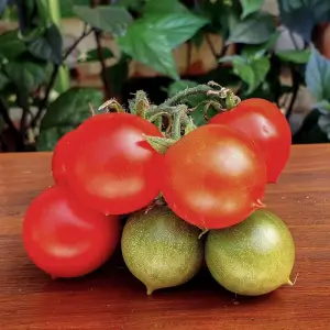 Tomate Rancho Solito - Kokopelli