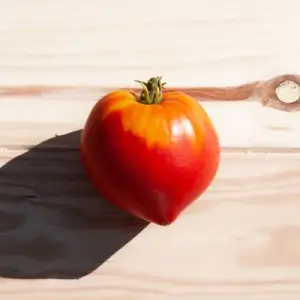 Scarlet Pumpkin Late Red Tomato by Kokopelli