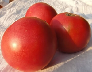 Organic Rosa de l'Etern Tomato - Les Refardes