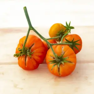 Tomate Striped German Kokopelli