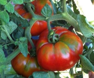 Tomate Tardà de Riells Bio - Les Refardes