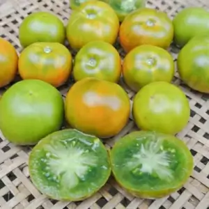 Mid-season green tomato Lime Green