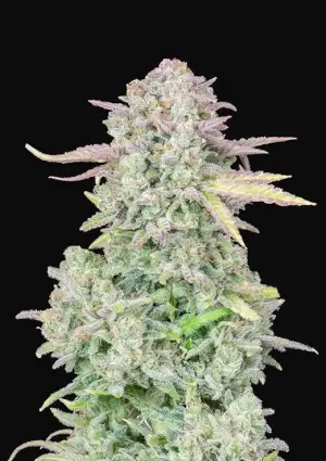Trainwreck Auto