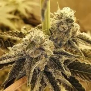 Tropicanna Glue