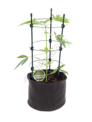 Circular Plant Support