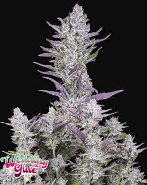 Best way to start weed Ice Cream Cake seeds feminized