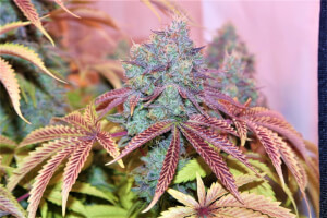 West Coast Sour Diesel x Girl Scout Cookies “Thin Mint”