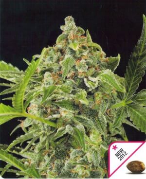 White Cheese Autoflowering from Dinafem