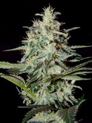 White Lemon - Strain Hunters Seedbank