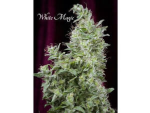 White Magic