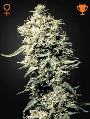 White Rhino 