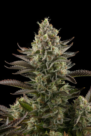 White Widow DINAFEM 