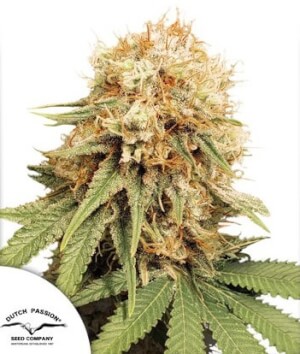 White Widow Dutch Passion