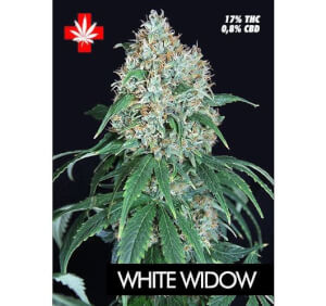 White Widow Pure Seeds