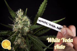 White Yoda Auto