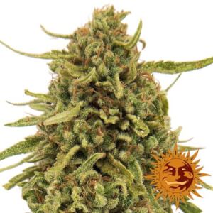 Widow Remedy