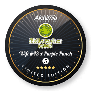 Wifi x Purple Punch