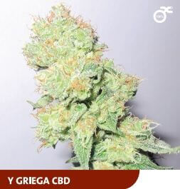 Y Griega CBD