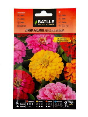 Zinnia géant à fleurs de Dahlia - Batlle