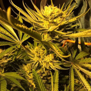 Zkittlez