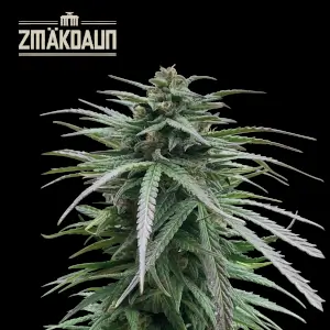 Zmäkdaun
