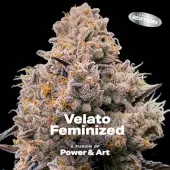 A Fusion of POWER & ART: B.S.F. & Aficionado French Connection