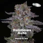 A Fusion of POWER & ART: B.S.F. & Aficionado French Connection