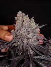 Aladdin Kush