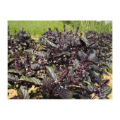 Les Refardes Organic Purple Basil Eco