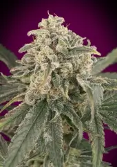 Auto Amnesia XXL