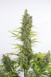 Amnesia Auto CBD 5 semillas