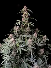 Amnesia Zkittlez Auto