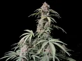 Amnesia Zkittlez Auto