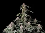 Amnesia Zkittlez Auto
