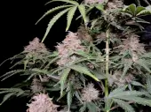 Amnesia Zkittlez Auto