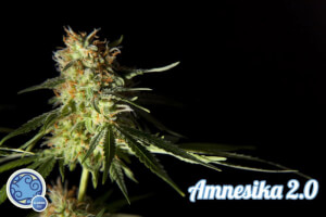 Amnesika 2.0