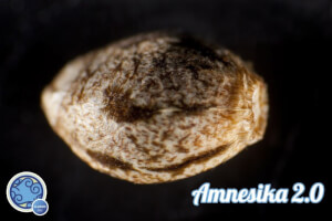 Amnesika 2.0