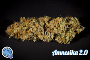 Amnesika 2.0