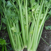Naturnoa Tall Utah Celery
