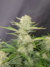 Apricot Auto