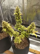 Apricot Auto