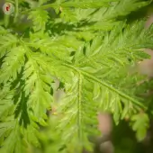 Artemisia annua - Kokopelli